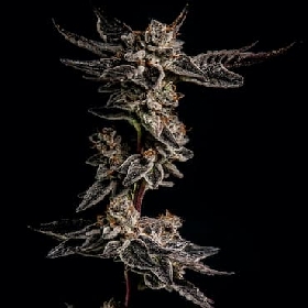 Biscotta > Elev8 Seeds